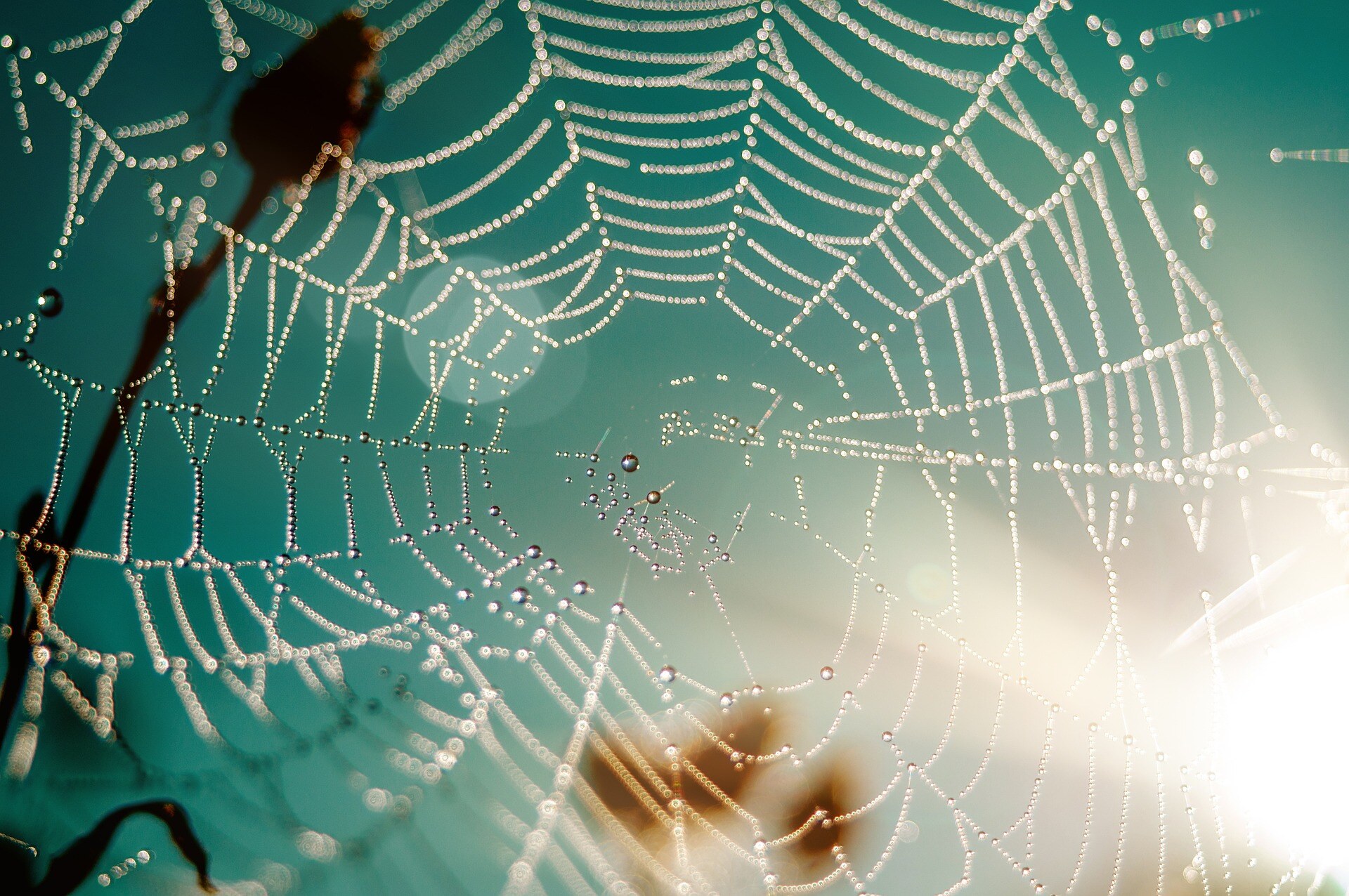 pattern web